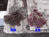 尾胡と天草、どちらも海藻です! 尾胡と天草、どちらも海藻です!