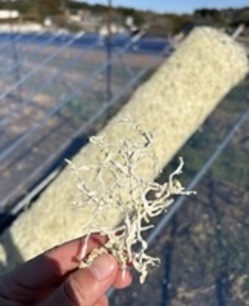 260122切干こだわり②