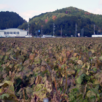 丹波黒大豆の畑風景 丹波黒大豆の畑風景