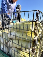 260122切干現状②