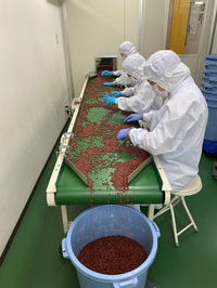 Our own factory, bean sorting Our own factory, bean sorting