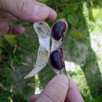 丹波黒大豆さやの中身 丹波黒大豆さやの中身